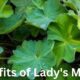 Benefits of Lady's Mantle
