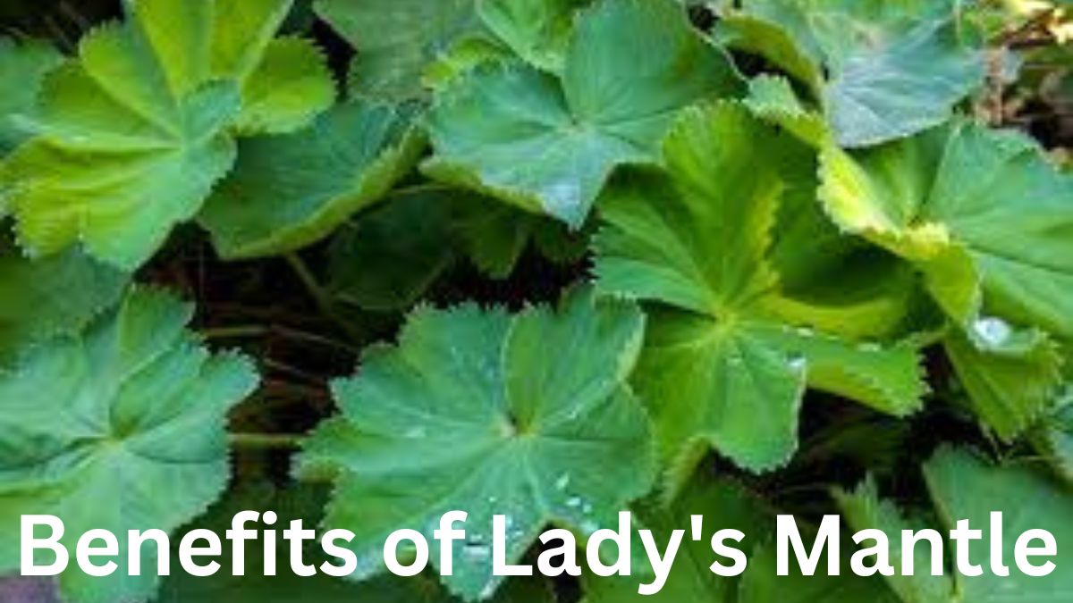 Benefits of Lady's Mantle