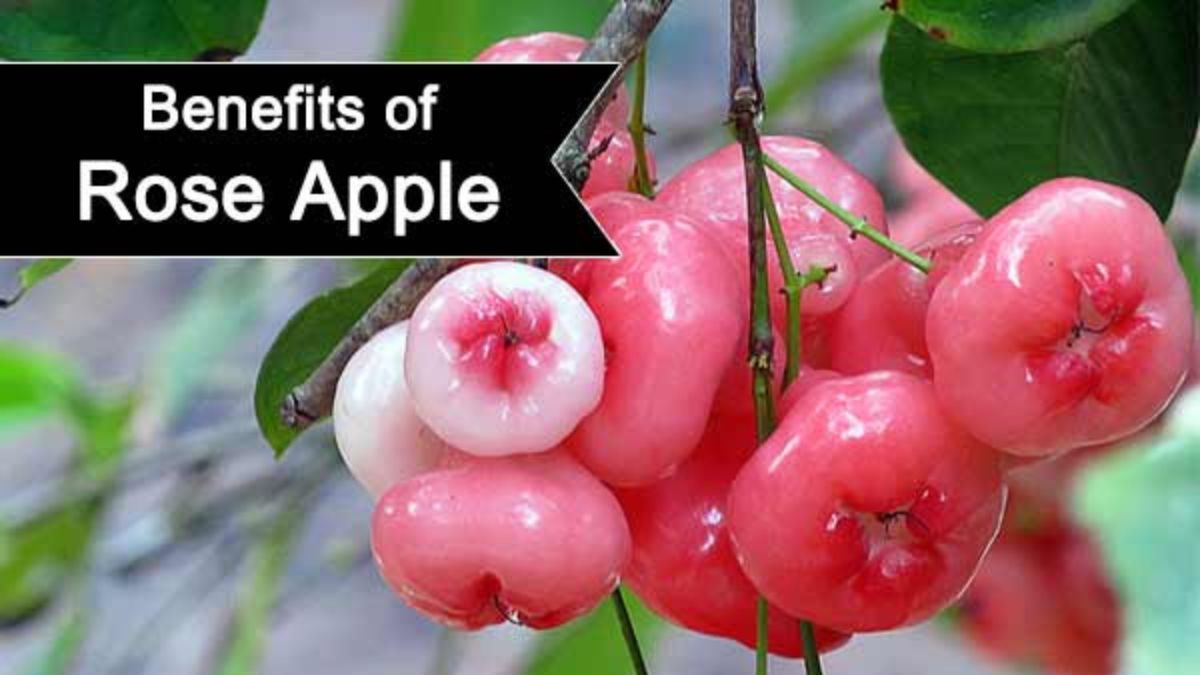 Benefits of Rose Apple