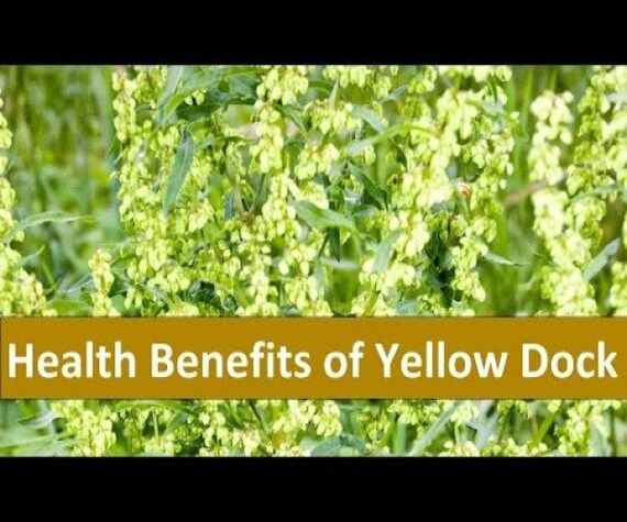 Benefits of Yellow Dock Root