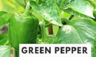 green pepper benefits sexually