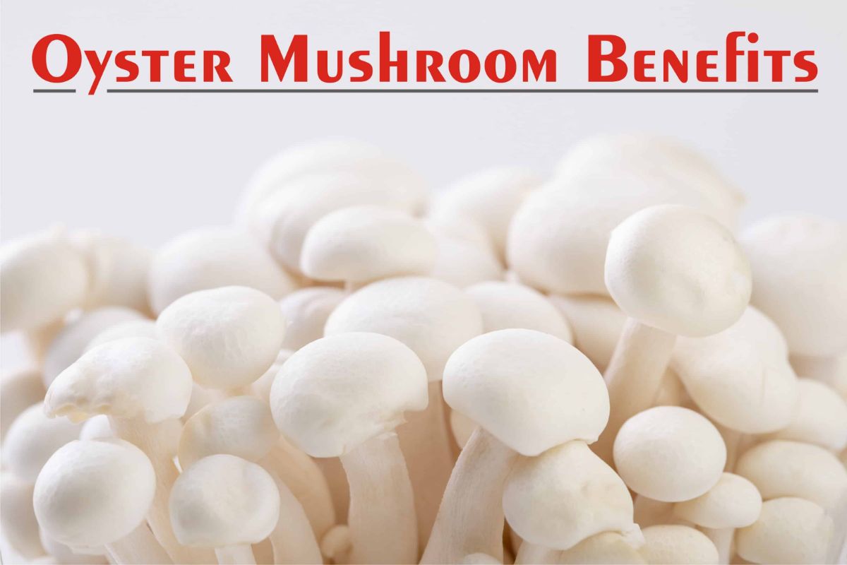 benefits of oyster mushroom
